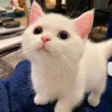 Lê Văn Công's avatar