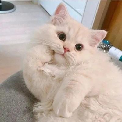 Lê Mỹ Lệ's avatar